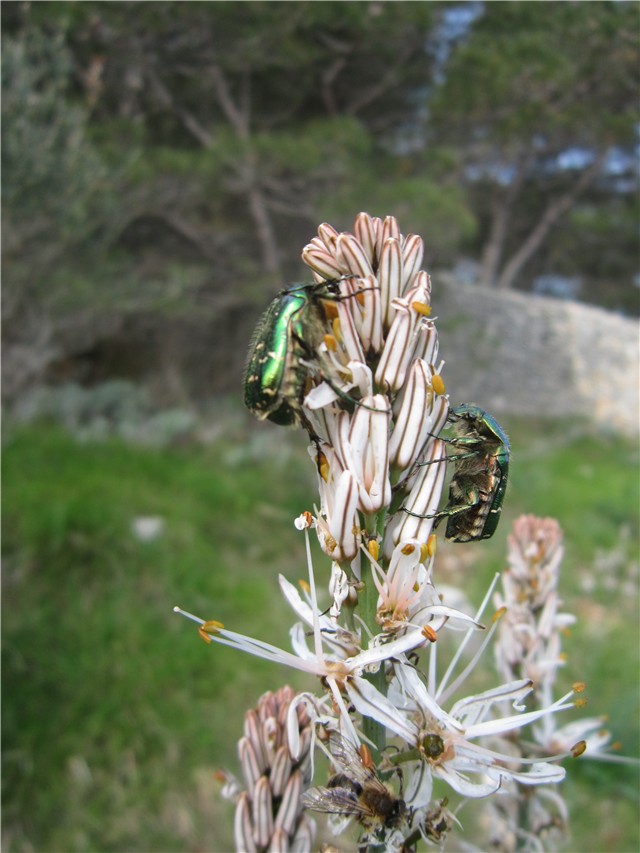 Lošinj