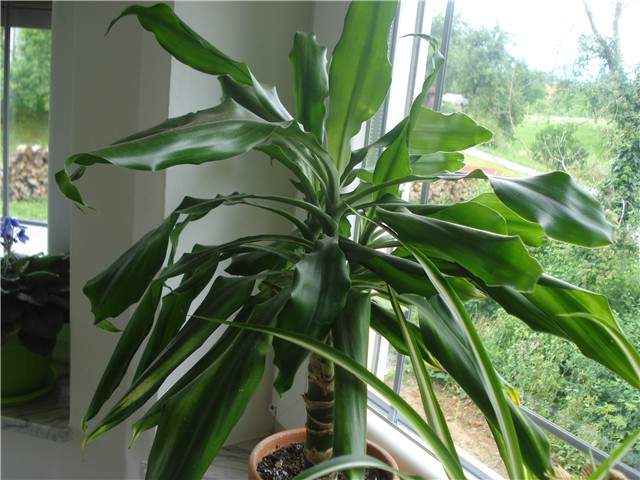 dracena