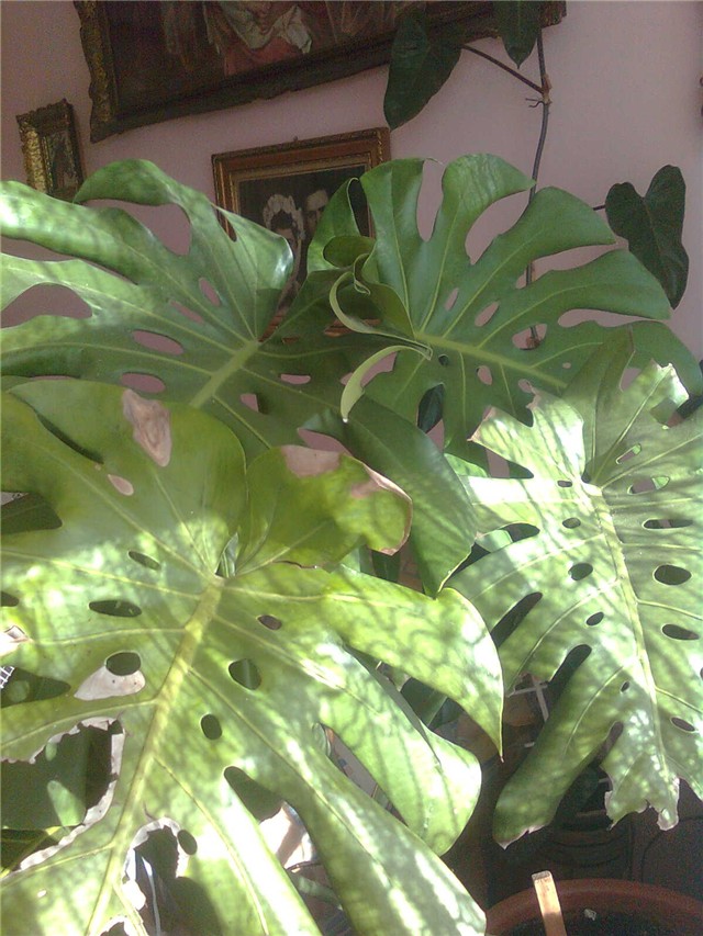 monstera