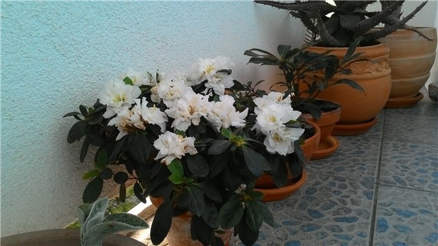 moj balkon