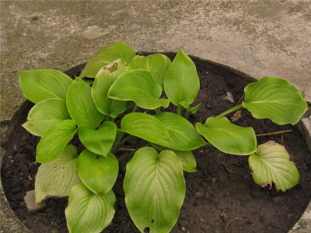 Hosta