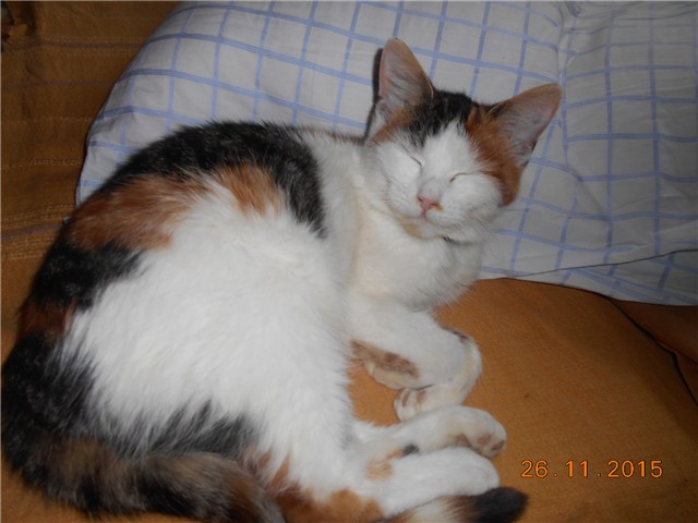 nove slike