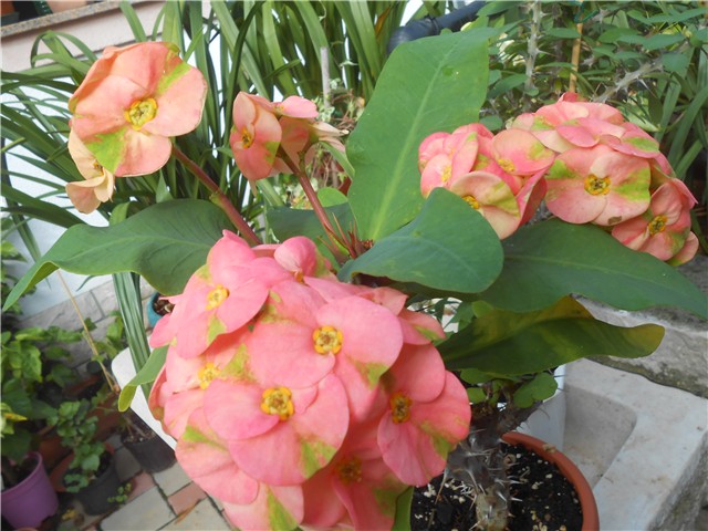 Euphorbia milii