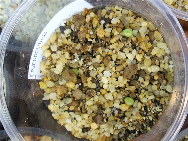 Pseudolithos migiurtinus