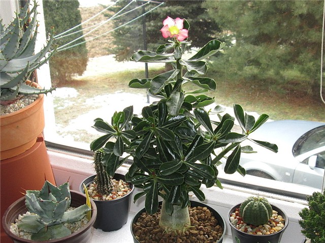 Adenium obesum, sijanac  2012