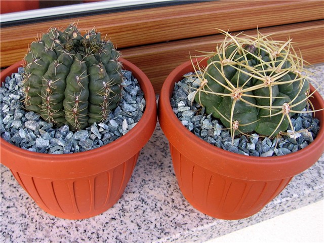 Gymnocalycium