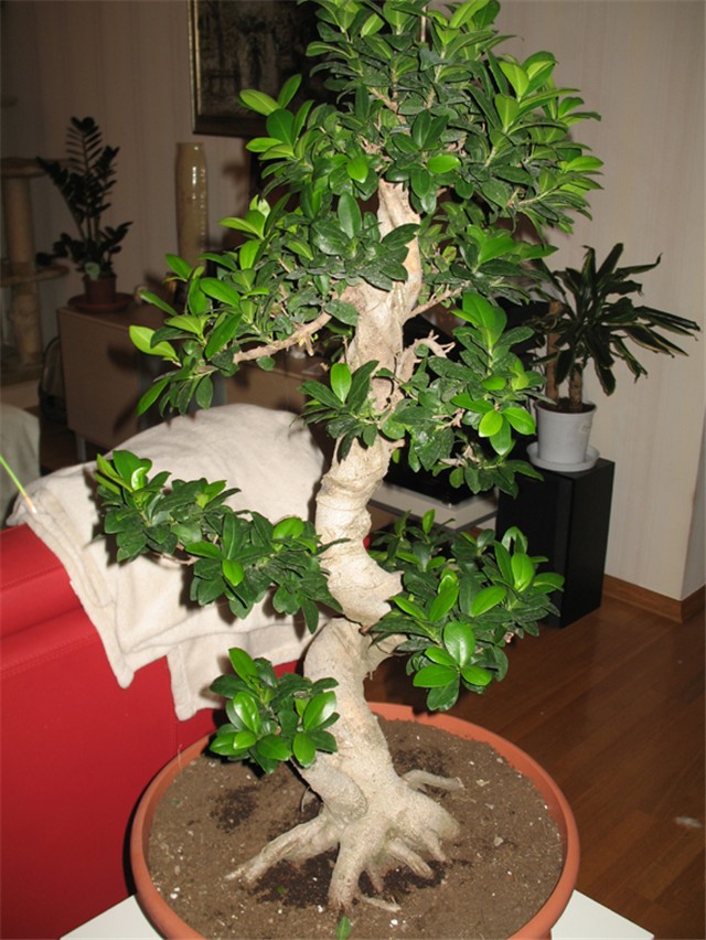 ficus microcarpa 1