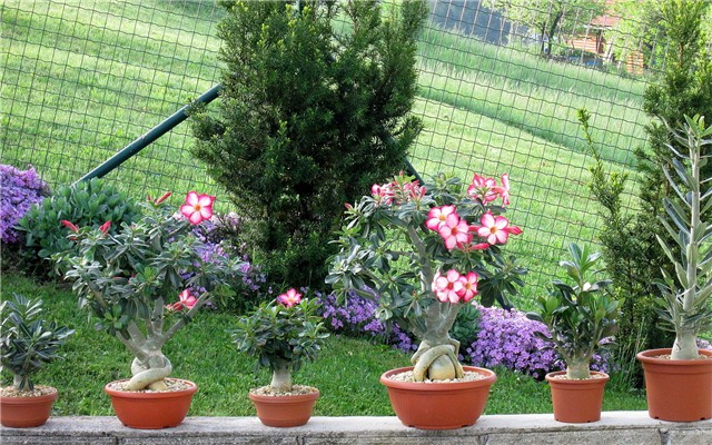 Adenium obesum