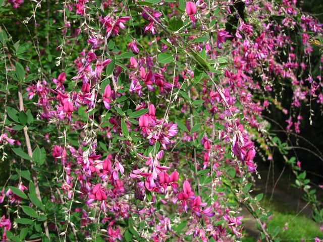 Lespedeza  thunbergii