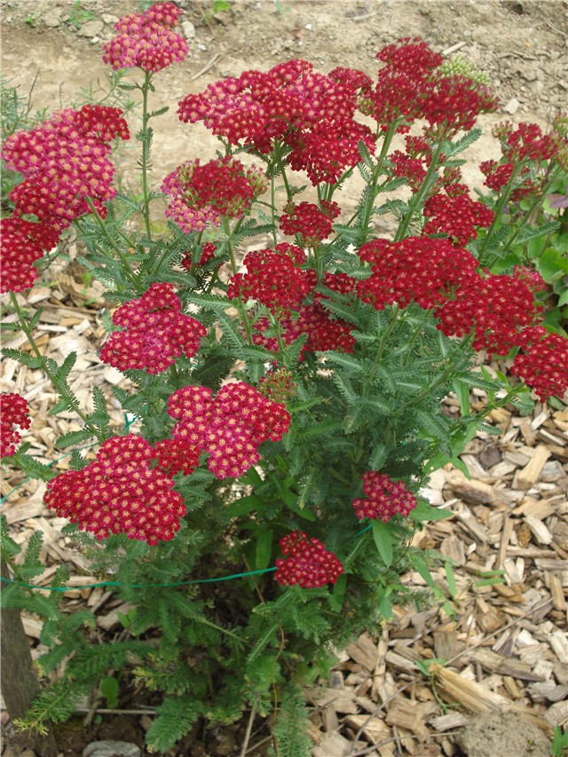 Achillea