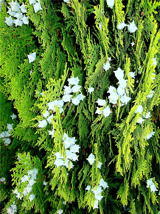 Thuja orientalis 