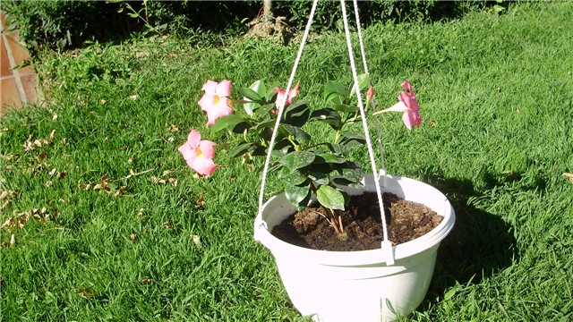 dipladenia