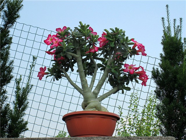 Adenium obesum