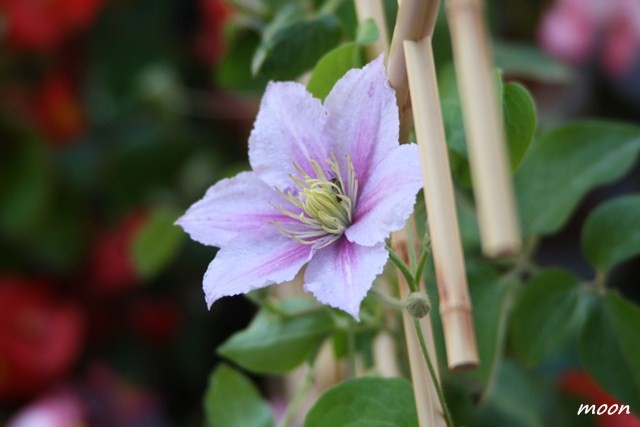 clematis