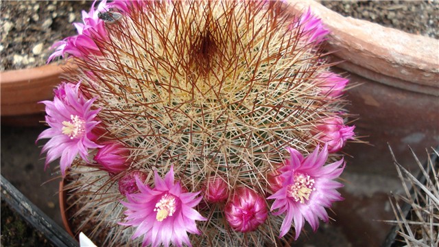 mamilaria cvate