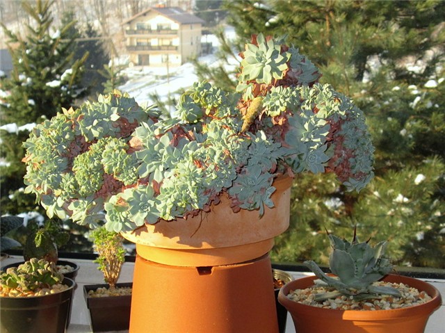 Echeveria  pumila f. cristata