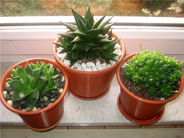 Hawortia