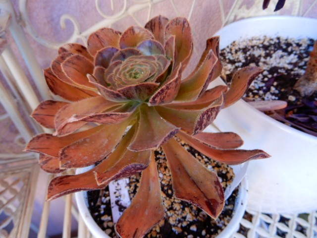 aeonium+++++++