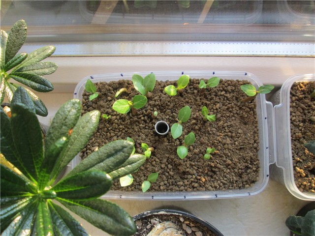  swazicum seedling