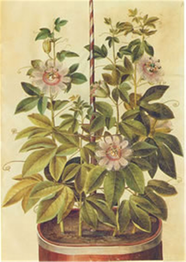 passiflora incarnata