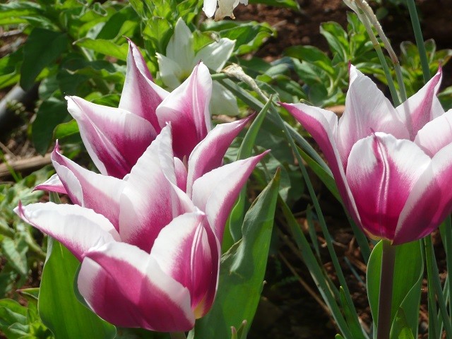 tulipani