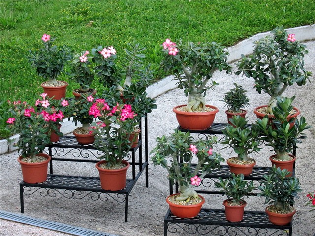 Adenium obesum
