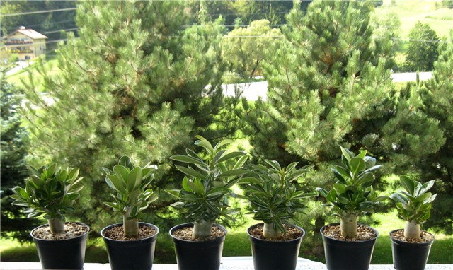 Adenium obesum