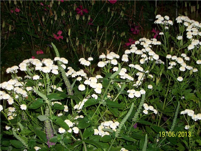 Povratić  (Tanacetum parthenium) 