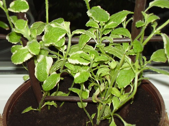 Menta