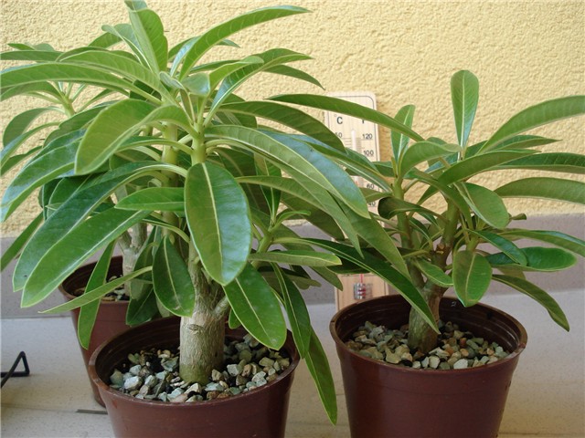pachypodium decaryi 