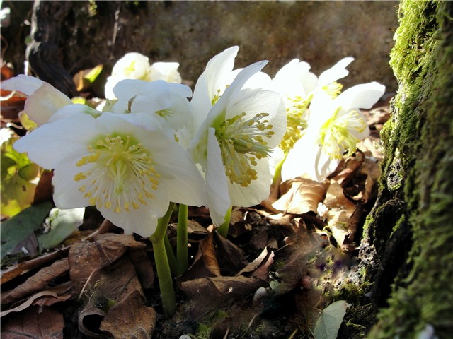 Helleborus - Kukurjek