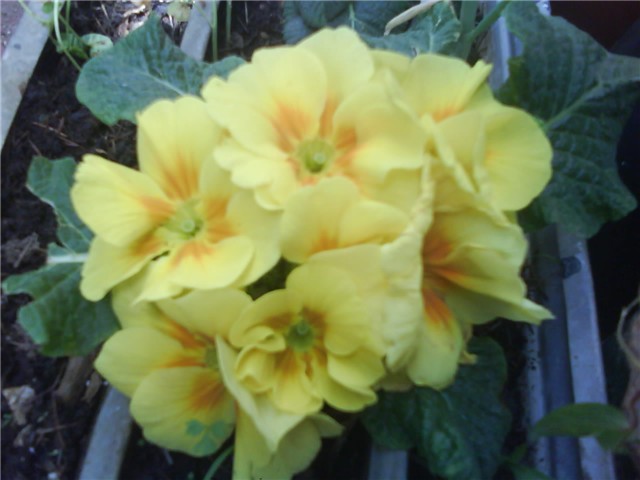 Jaglac (primula acaulis)