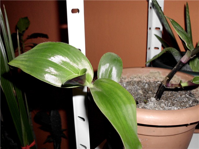 trandescantia zelena