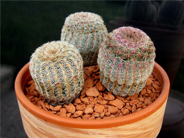 Echinocereus rigidissimus rubrispinus