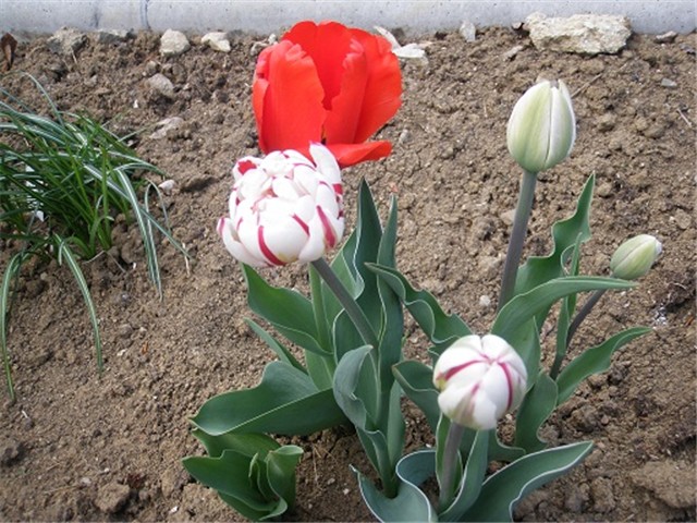 tulipani