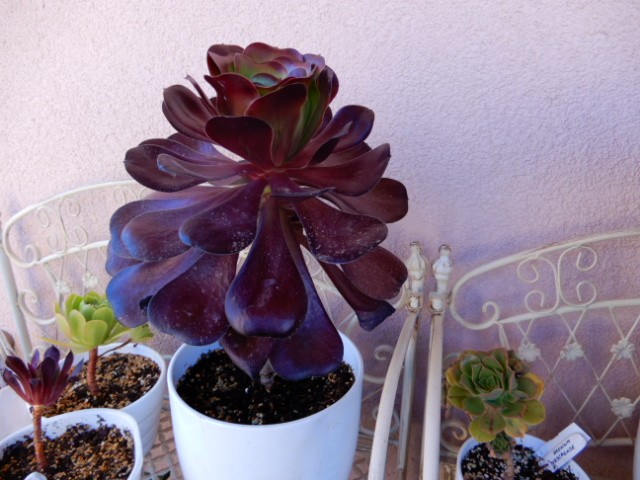 aeonium+++++