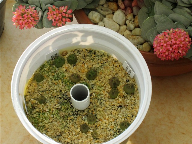 Pseudolithos seedlings