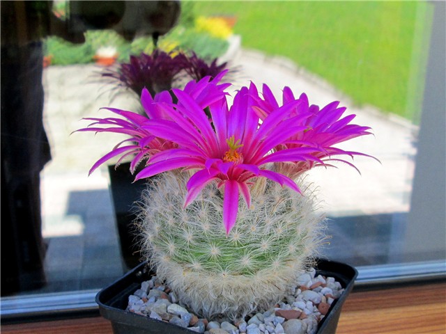 mammillaria guelzowiana 