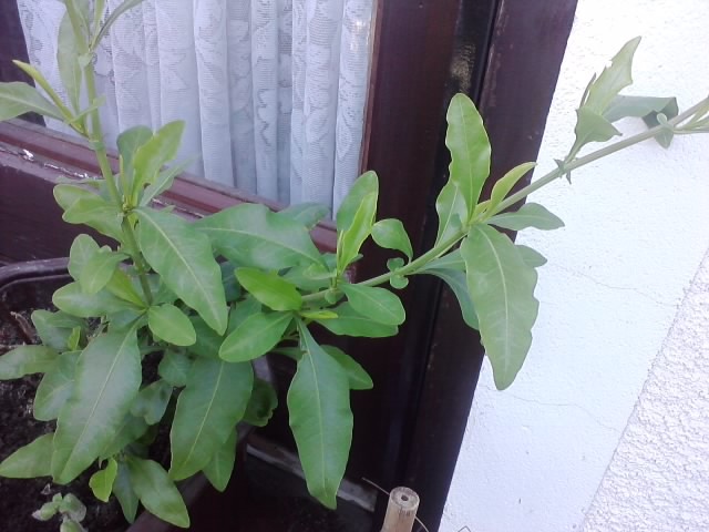 plumbago