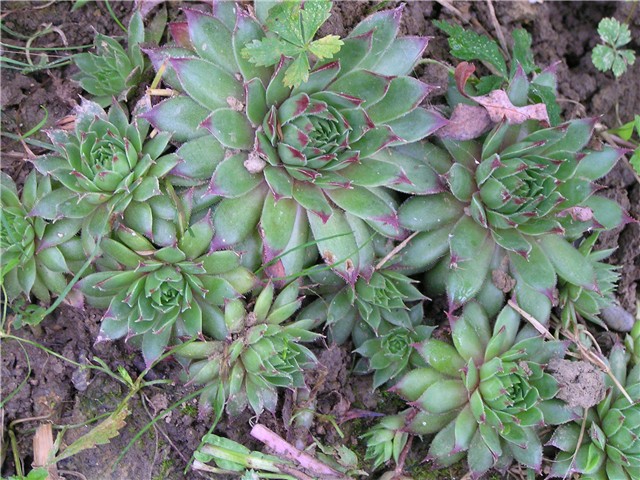 sempervivum