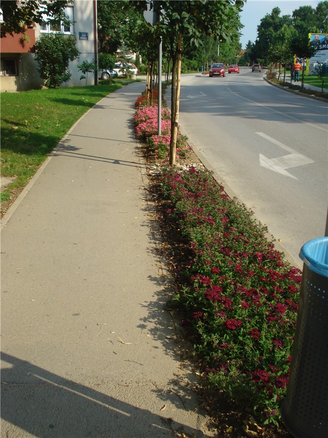 Aleja verbena u Samoboru