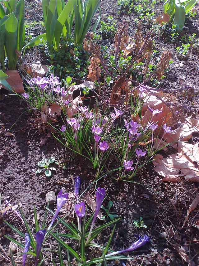 krokus