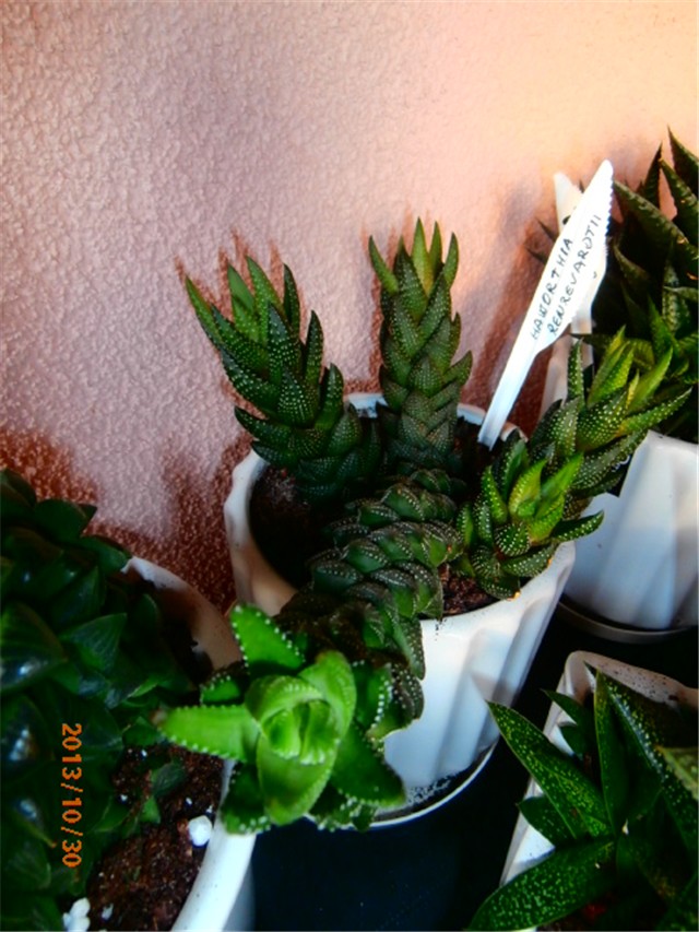 hawortia