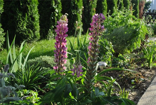 lupinus