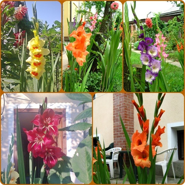 Gladiole