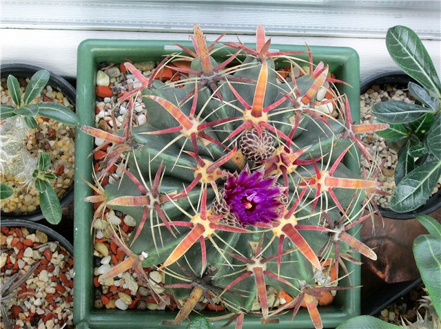 ferocactus latispinus