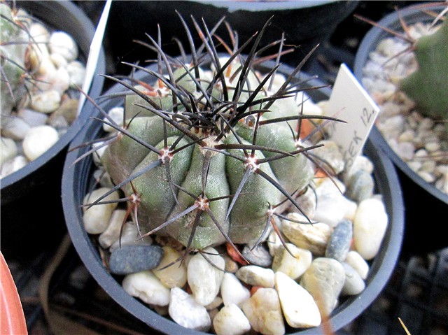 copiapoa cinerea