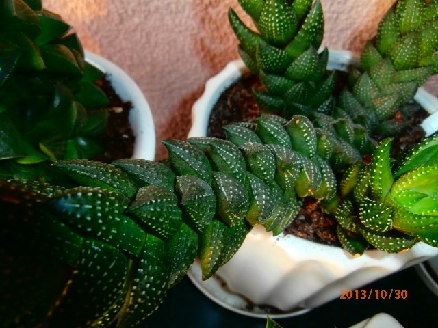 haworthia