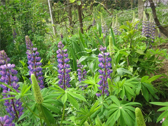Lupinus (Vučika)