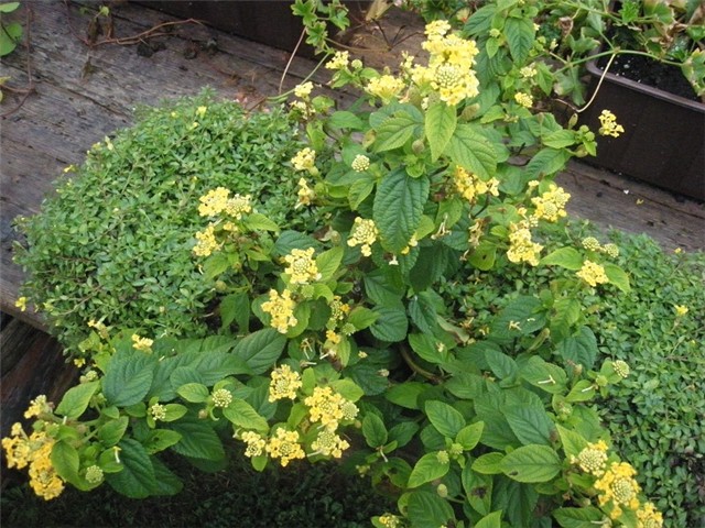 lantana